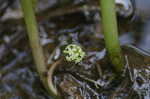 Floating marsh pennywort